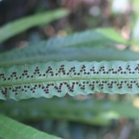 Alsophila sinuata  (Hook. & Grev.) R.M.Tryon